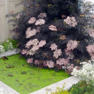 Бузина черная Блэк Лэйс <br>Sambucus nigra Black Lace