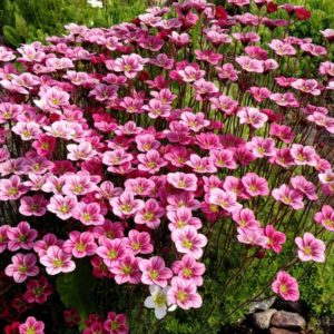 Камнеломка Арендса <br>Saxifraga arendsii