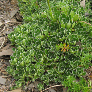 Камнеломка метельчатая <br>Saxifraga paniculata