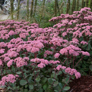 Очиток (седум) Матрона <br>Sedum Matrona