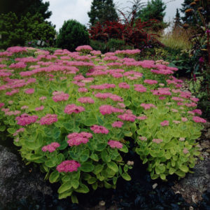 Очиток (седум) Карл <br>Sedum spectabile Carl