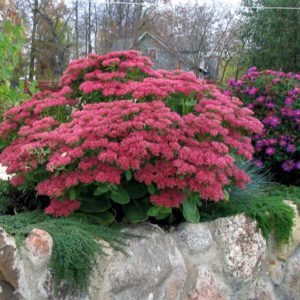 Очиток (седум) Хербсфойде<br>Sedum telephium Herbstfreude