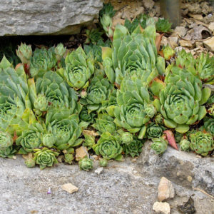 Молодило кровельное <br>Sempervivum tectorum