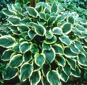 Хоста Соу Свит <br>Hosta So Sweet