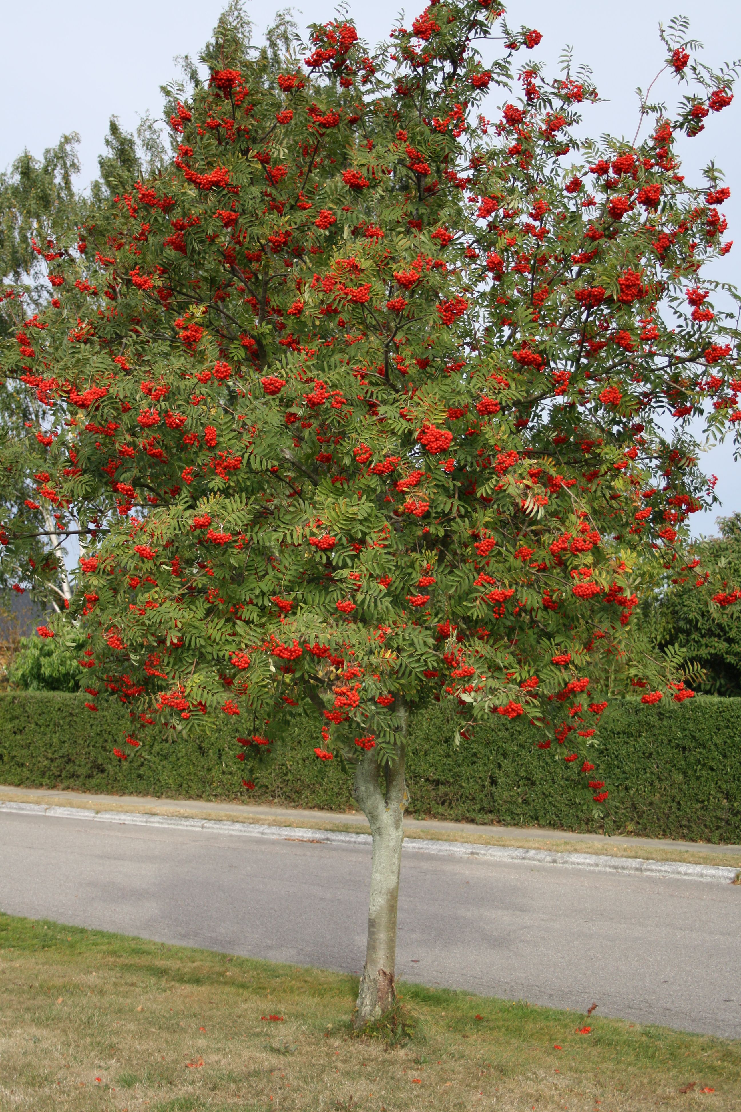 Купить Рябина обыкновенная Sorbus aucuparia - в питомнике Флорини