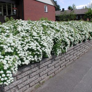 Спирея березолистная Тор <br>Spiraea betulifolia Tor