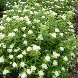 Спирея японская Альбифлора <br>Spiraea japonica Albiflora