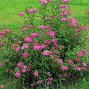 Спирея японская Антони Ватерер <br>Spiraea japonica Anthony Waterer