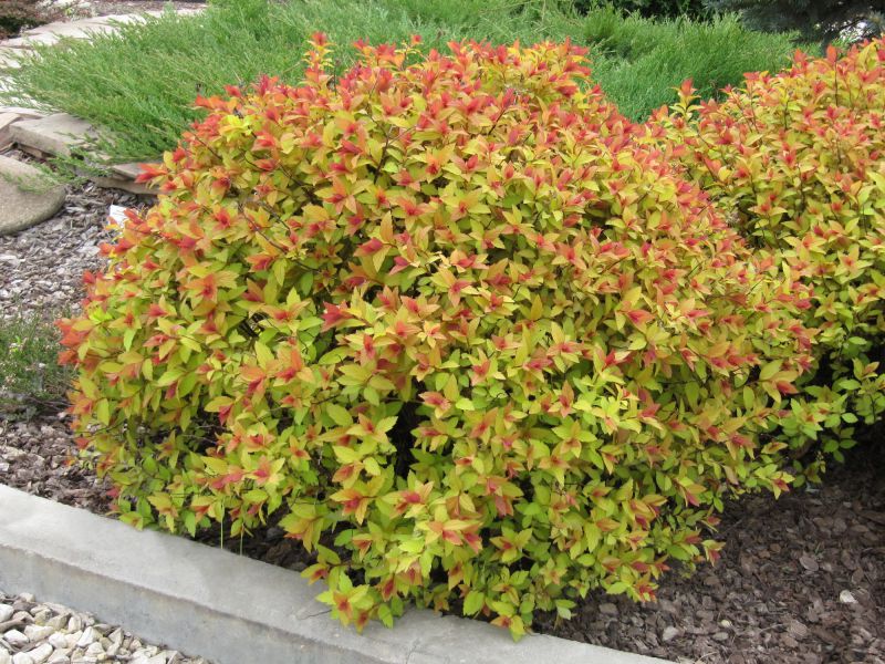 Купить Спирея японская "Фирлайт" Spiraea japonica "Firelight ...