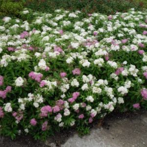 Спирея японская Генпэй (Ширабана) <br>Spiraea japonica Genpei