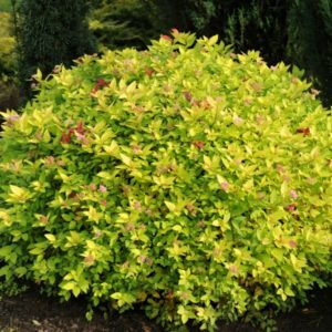 Спирея японская Голден Мун<br>Spiraea japonica Golden Moon