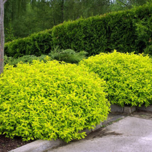 Спирея японская Голден Принцесс <br>Spiraea japonica Golden Princess