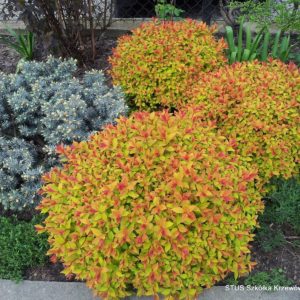 Спирея японская Голдфлейм <br>Spiraea japonica Goldflame