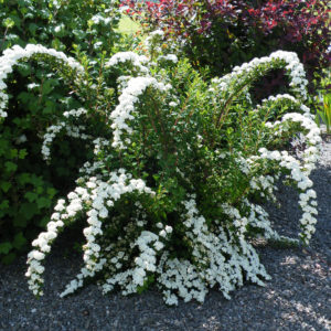 Спирея нипонская Сноумоунд <br>Spiraea nipponica Snowmound