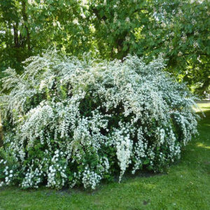 Спирея вангутта <br>Spiraea vanhouttei