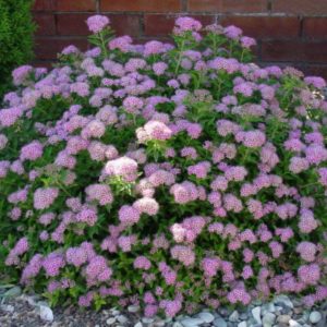 Спирея японская Литл Принцесс <br>Spiraea japonica Little Princess