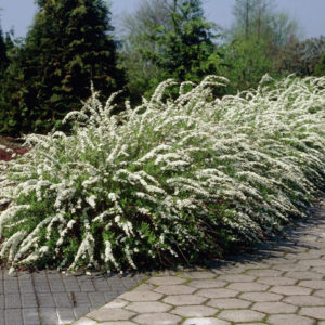 Спирея серая Грефшейм <br>Spiraea cinerea Grefsheim