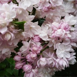 Сирень Красавица Москвы<br>Syringa Beauty of Moscow