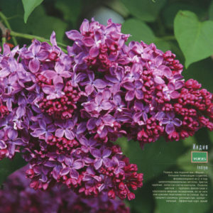 Сирень Индия<br>Syringa India