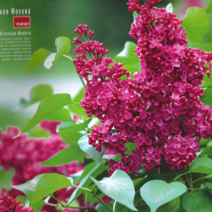 Сирень Красная Москва<br>Syringa Red Moscow