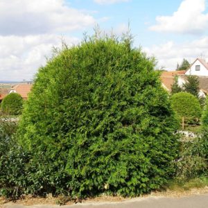 Туя западная Глобоза <br> Thuja occidentalis Globosa