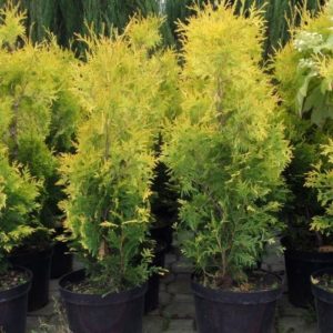 Туя западная Голден Брабант <br> Thuja occidentalis Golden Brabant