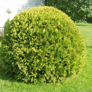 Туя западная Голден Глоб <br> Thuja occidentalis Golden Globe