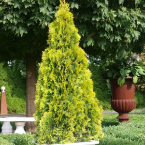 Туя западная Голден Смарагд <br>Thuja occidentalis Golden Smaragd