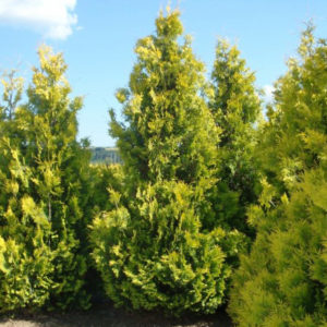 Туя западная Еллоу Риббон <br> Thuja occidentalis Yellow Ribbon