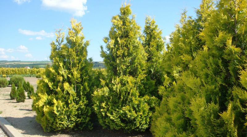 Купить Туя западная Еллоу Риббон Thuja occidentalis Yellow Ribbon - в питомнике Флорини