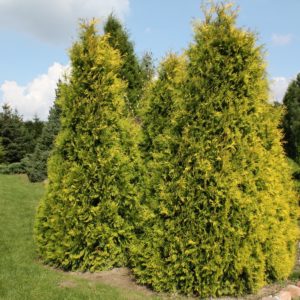 Туя западная Санкист <br> Thuja occidentalis Sunkist