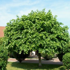 Липа крупнолистная <br>Tilia platyphyllos