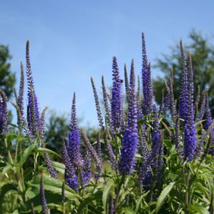 Вероника длиннолистная Блауризен <br>Veronica longifolia Blauriesin