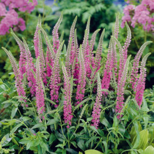 Вероника длиннолистная Роял Пинк <br>Veronica longifolia Royal Pink