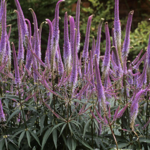 Вероникаструм виргинский Фасцинейшн <br>Veronicastrum virginicum Fascination