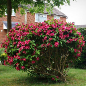 Вейгела Бристоль Руби <br>Weigela Bristol Ruby