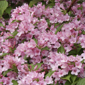 Вейгела Розеа <br>Weigela Rosea