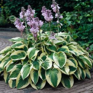 Хоста Вайд Брим <br>Hosta Wide Brim