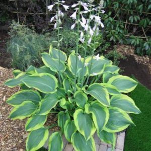 Хоста Еллоу Ривер <br>Hosta Yellow River