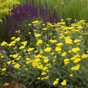 Тысячелистник желтый <br>Achillea gold