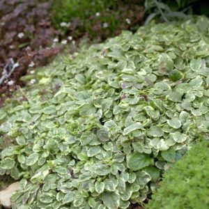 Живучка Вариегата <br>Ajuga reptans Variegata