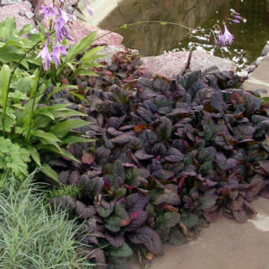 Живучка Атропурпуреа <br> Ajuga reptans Atropurpurea