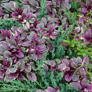 Живучка Бургунди Глоу <br>Ajuga reptans Burgundy Glow