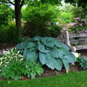 Хоста Блю Ангел<br>Hosta Blue Angel