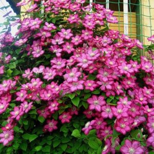 Клематис Вилль де Лион<br>Clematis ville de lion