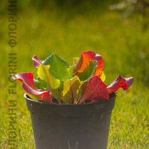 Купить Бадан сердцелистный РотблюмBergenia cordifolia Rotblum - в ...