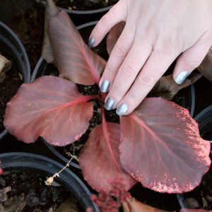 Купить Бадан сердцелистный РотблюмBergenia cordifolia Rotblum - в ...