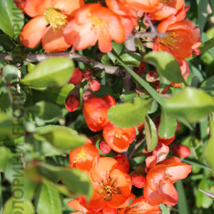 Купить Айва японская Chaenomeles japonica - в питомнике Флорини