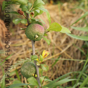 Купить Айва японская Chaenomeles japonica - в питомнике Флорини