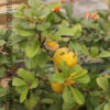 Купить Айва японская Chaenomeles japonica - в питомнике Флорини